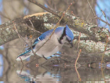 Blue Jay